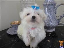 maltese puppy posted by Elegant Babies